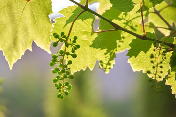 Green sprouts of grape branch growing in vine yard in spring garden © bilanol