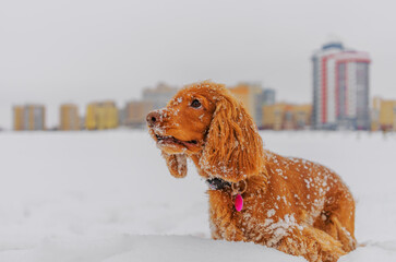 English cocker spaniel in snow. Ginger dog