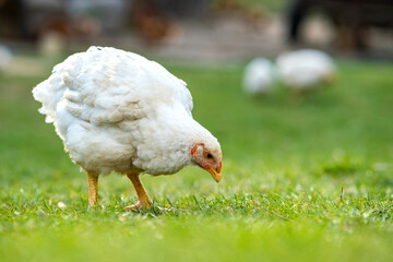 Hen feed on traditional rural barnyard. Close up of chicken standing on barn yard with green grass. Free range poultry farming concept