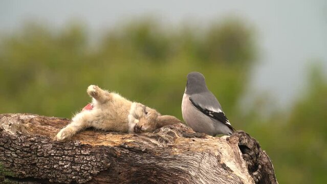 Lanius meridionalis, Iberian grey shrike,in the nature habitat, Sierra de And&uacute;jar, Andalusia, Spain in Europe. Black and grey bird sitting on the branch. Shrike with kill hare catch. Bird behaviour.