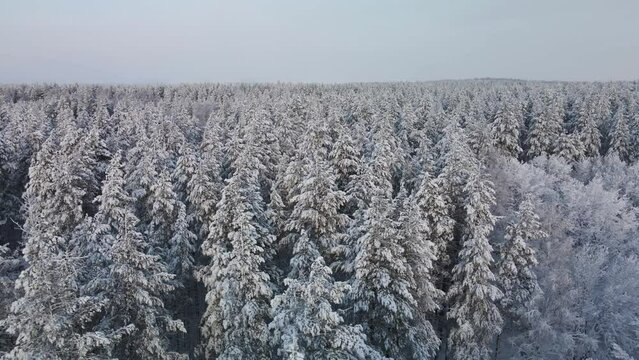 Tops of winter snowy spruces from a height