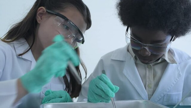 Education concept of 4k Resolution. Researchers are dissecting frogs in a lab.