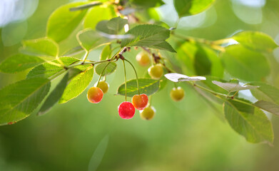 Red cherry berries growing on fruit tree branch in summer garden