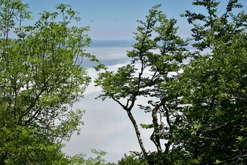 Vegetación de arbolado sobre cielo azul