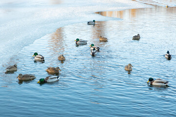 Flock of wild mallard ducks swims between the ice in the freezing lake. Many wild ducks swim in the winter lake. Few wild ducks in the water.