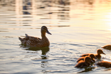 Wild duck family of mother bird and her chicks swimming on lake water at bright sunset. Birdwatching concept