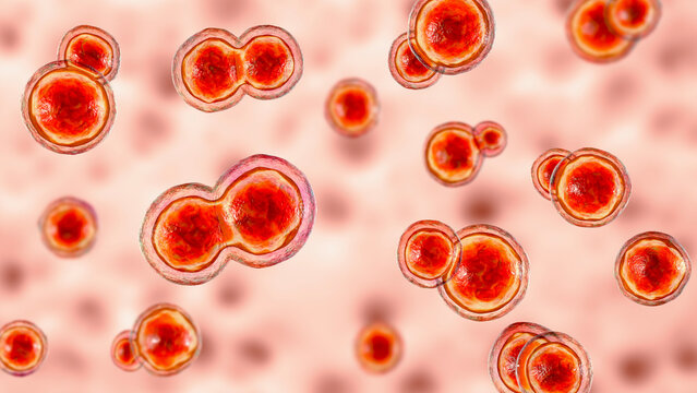 「ブラストミセス症」の画像 89 件の Stock 写真、ベクターおよびビデオ Adobe Stock