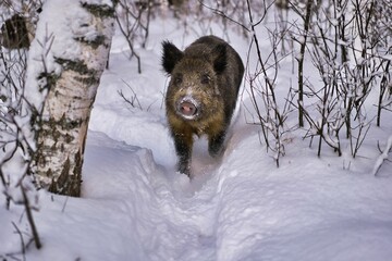 Wild boars in winter in deep snow in search of food