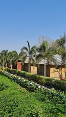 tropical garden with palm trees