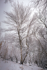 trees in the snow