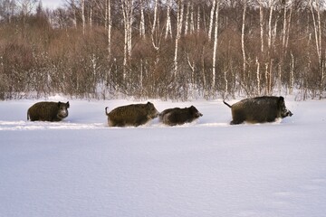 Wild boars in winter in deep snow in search of food