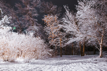 night park with trees under snow in winter