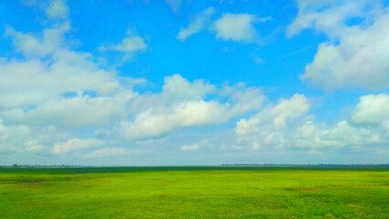 Fototapeta na wymiar Green grass and blue sky.