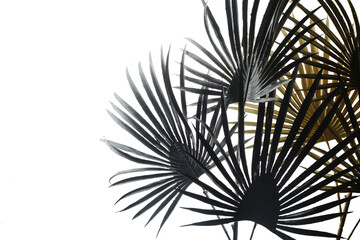 Fototapeta premium abstract tropical background - palm leaves isolated against white background