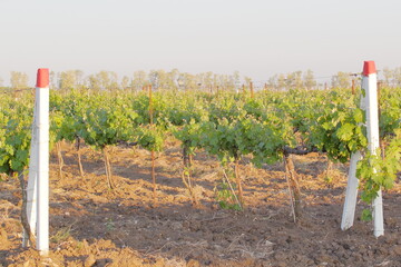 a vine fixed on poles against the background of plowed land