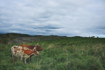 cows in the field