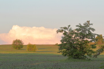 acacia bush in the field against the horizon and pink clouds