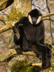 Gibbon à favoris blancs