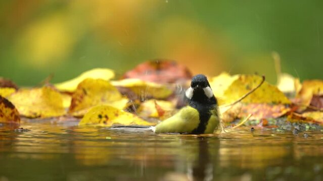 Song bird bath in the water, autumn wildlife with yellow leaves. Great Tit, Parus major, black and yellow bird in the nature habitat. Tit in the forest. Clean and swim in the water.