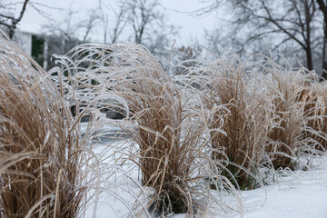 Dry plants in ice glaze outdoors on winter day
