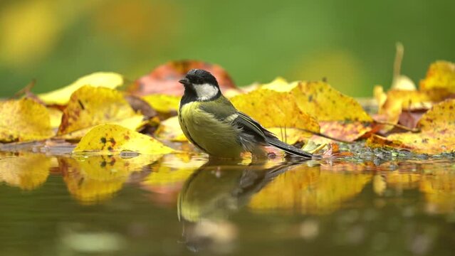 Song bird bath in the water, autumn wildlife with yellow leaves. Great Tit, Parus major, black and yellow bird in the nature habitat. Tit in the forest. Clean and swim in the water.