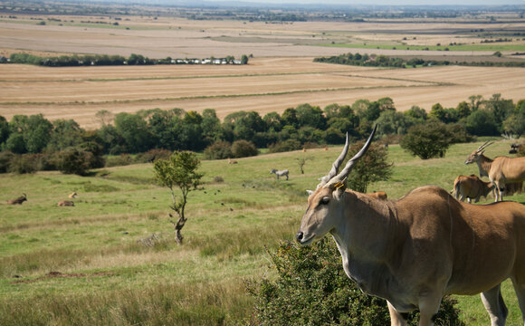 An Eland Antelope to right of image