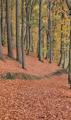 path in autumn forest