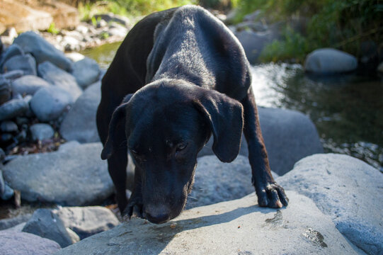 Funny Black Dog Cute at River in Costa Rica