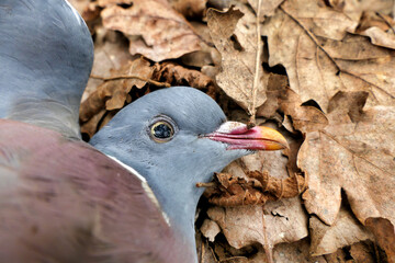 Close up of the head of a dead pigeon found on a woodland path
