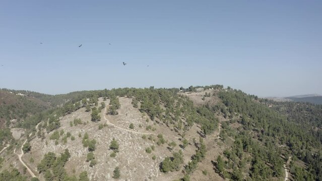 Birds of prey soaring over mount Cnaan, Zafed,aerial
forest on autumn migration, Israel 2022
