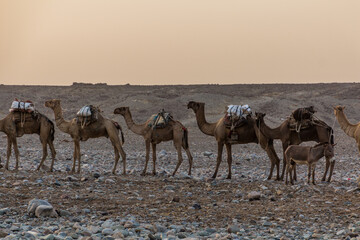 Fototapeta na wymiar Camel caravan in Hamed Ela, Afar tribe settlement in the Danakil depression, Ethiopia. This caravan head to the salt mines.