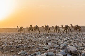 Fototapeta na wymiar Morning view of a camel caravan in Hamed Ela, Afar tribe settlement in the Danakil depression, Ethiopia. This caravan head to the salt mines.