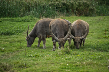 Buffalo with massive horns