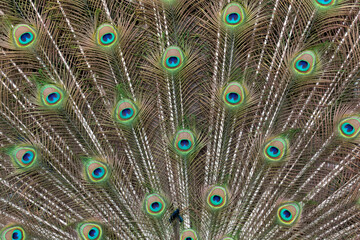 Obraz premium Peacock feathers beautifully presented