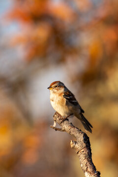Sparrow with autumn leaves
