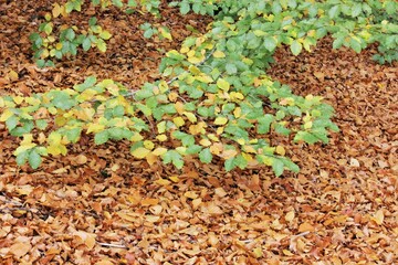 Beech leaves background