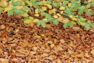 Beech leaves background