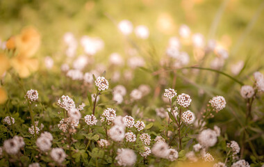 fleurs des champs pour le printemps en campagne nature