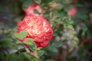 delicate flowers on a bush. pink roses. flowers for the desktop