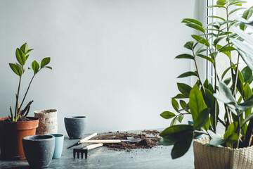 Repotting plants at home. Zamioculcas plan, gardening tools, pots on gray background. Potting or...