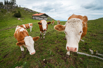 Fototapeta na wymiar Cattle farm in the mountains