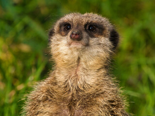 suricate