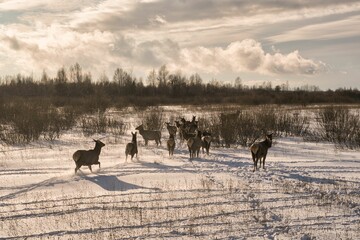 Wild deer in winter in deep snow