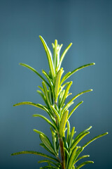 Rosemary