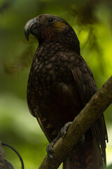 Kaka posing in profile. New Zealand endemic parrot