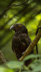 Kaka in the wild. Famous New Zealand native bird