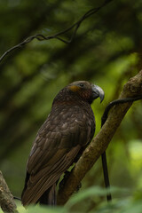 Kaka bird posing on a tree branch in the forest. New Zealand endemic bird
