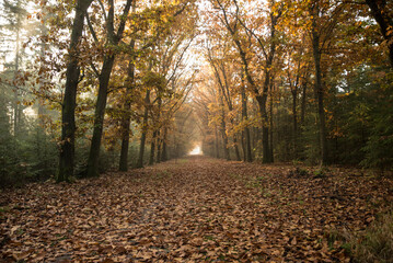 Obraz premium autumn in the forest