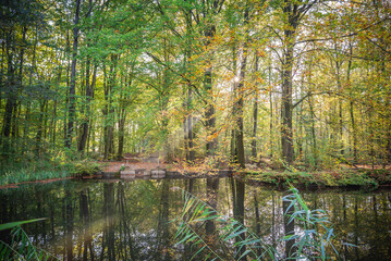 reflection of trees in water