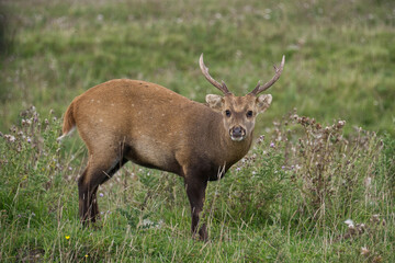 Naklejka na ściany i meble A Munjac deer with horns